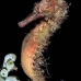 seahorse_thorny_fb_bb_si_v_0668_kom1386.jpg